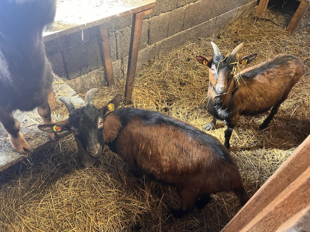 Ziegenböcke GGZ 2