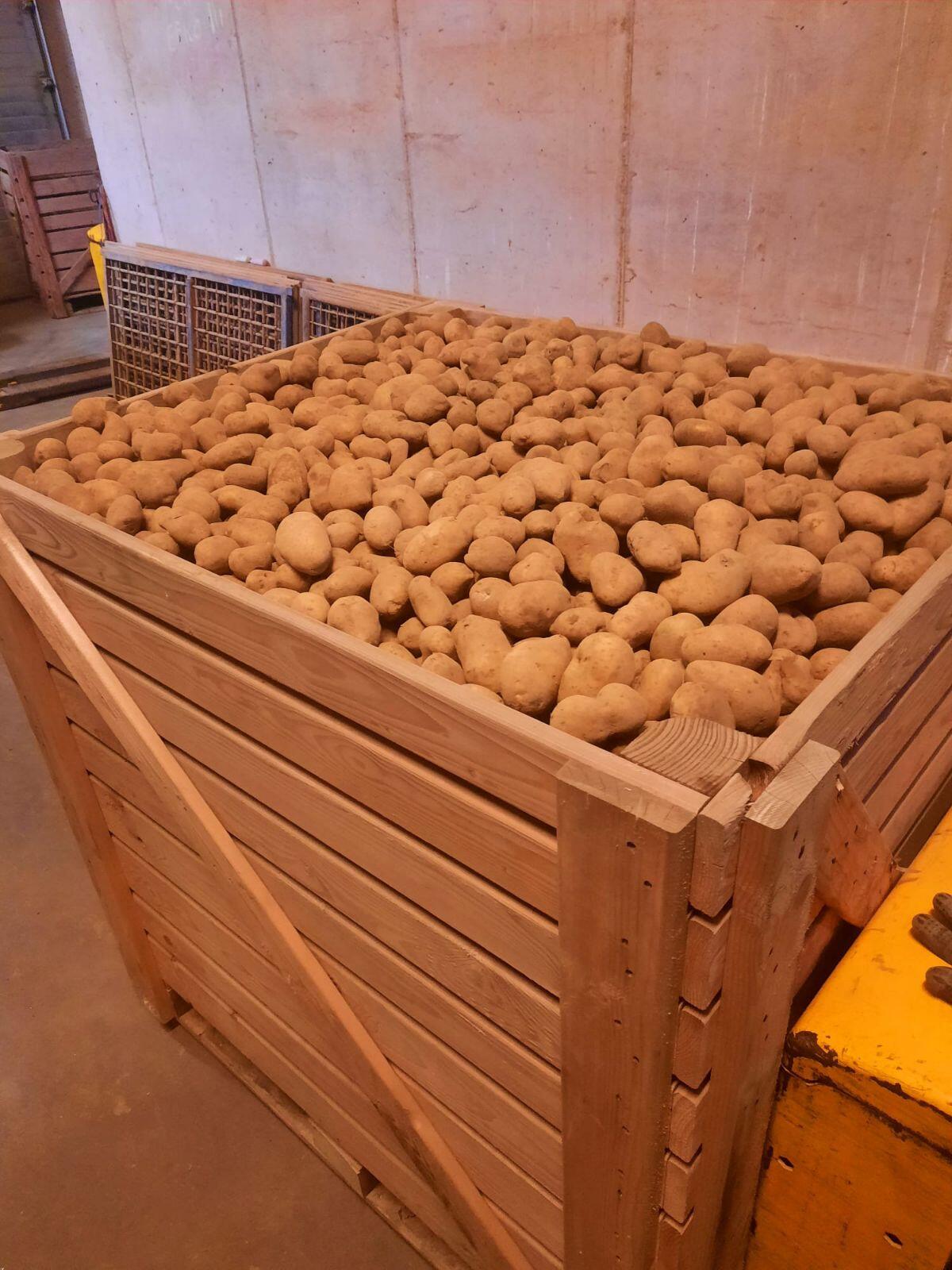 Verkaufe Futterkartoffel 2