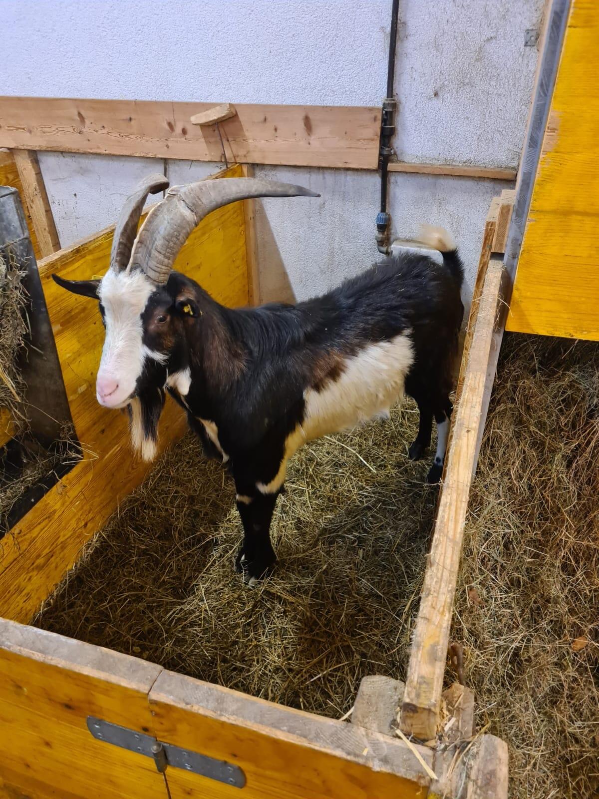 HB Tauernscheckenbock 2