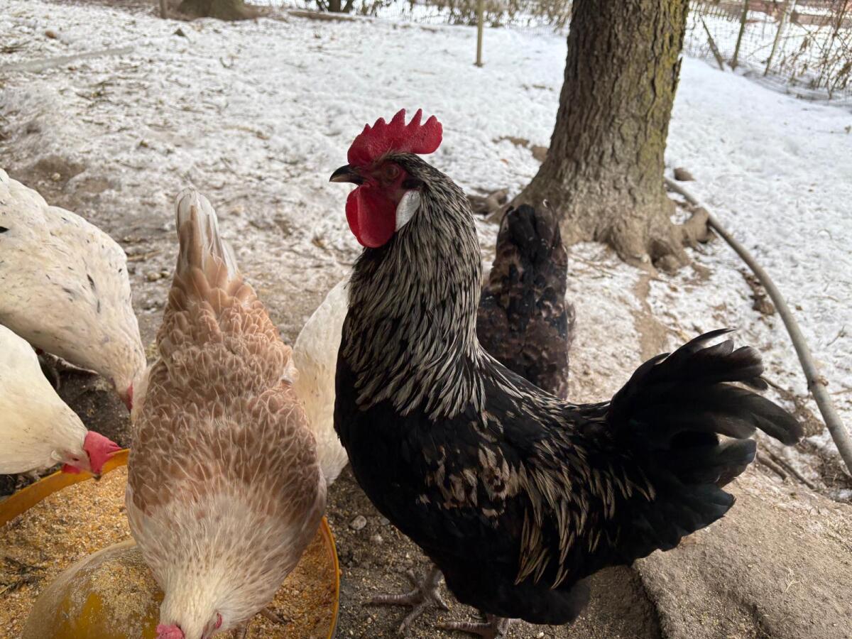 Junghähne zum Abgeben 2