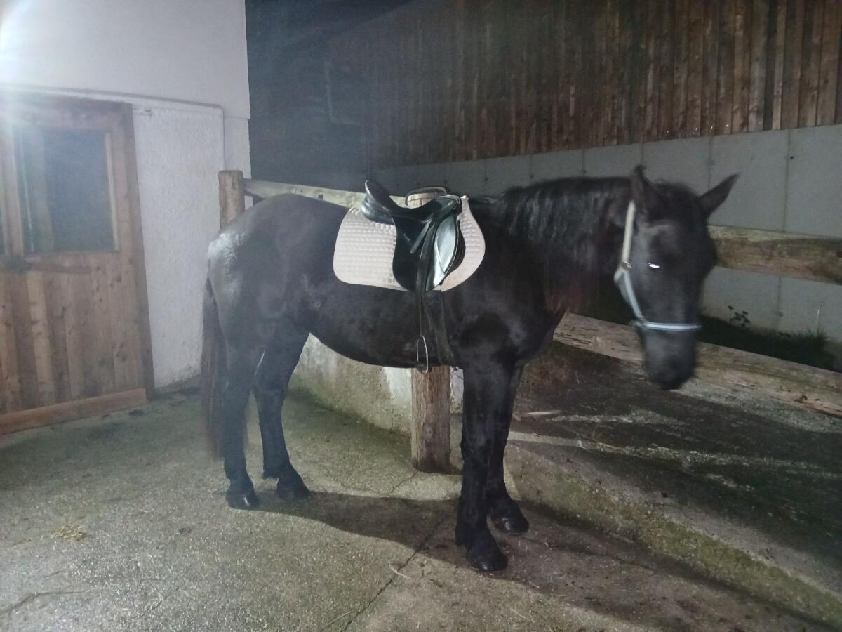 Verkaufe braven Noriker Wallach 2