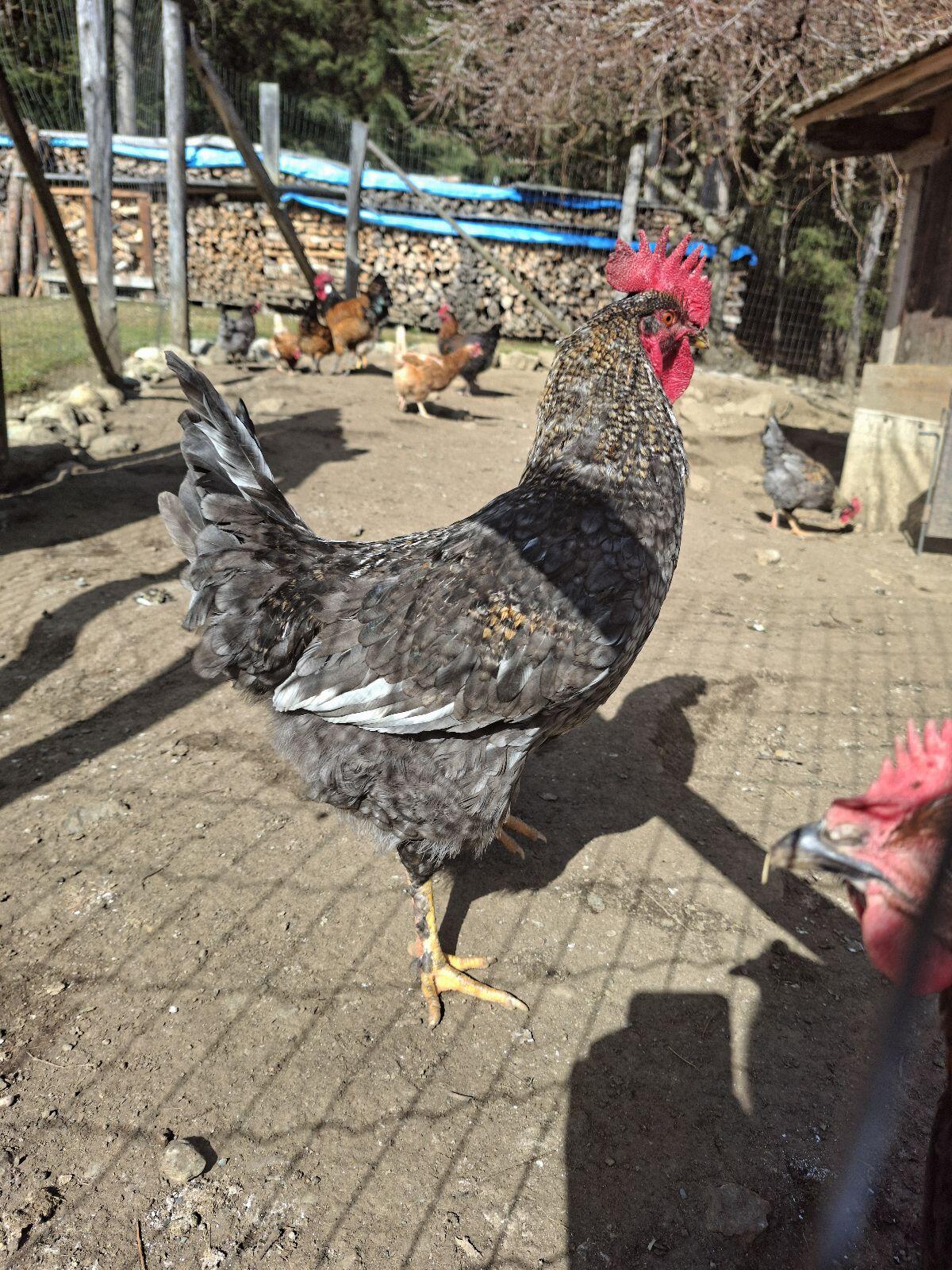 Junger Hahn, Junghähne 2