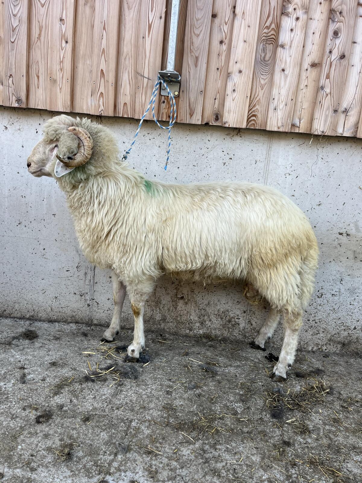 Tiroler Steinschaf Widder weiß 2