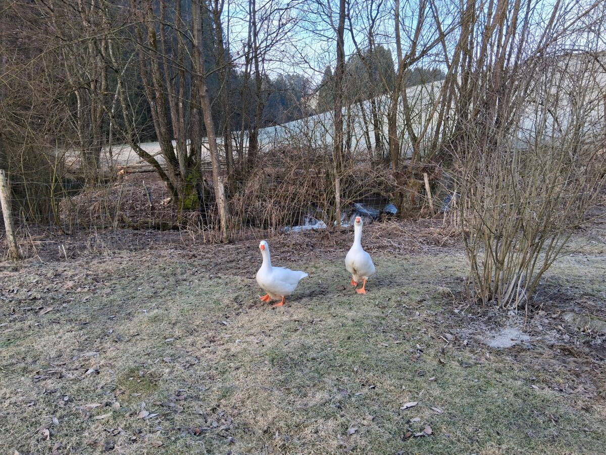 Gänse 2