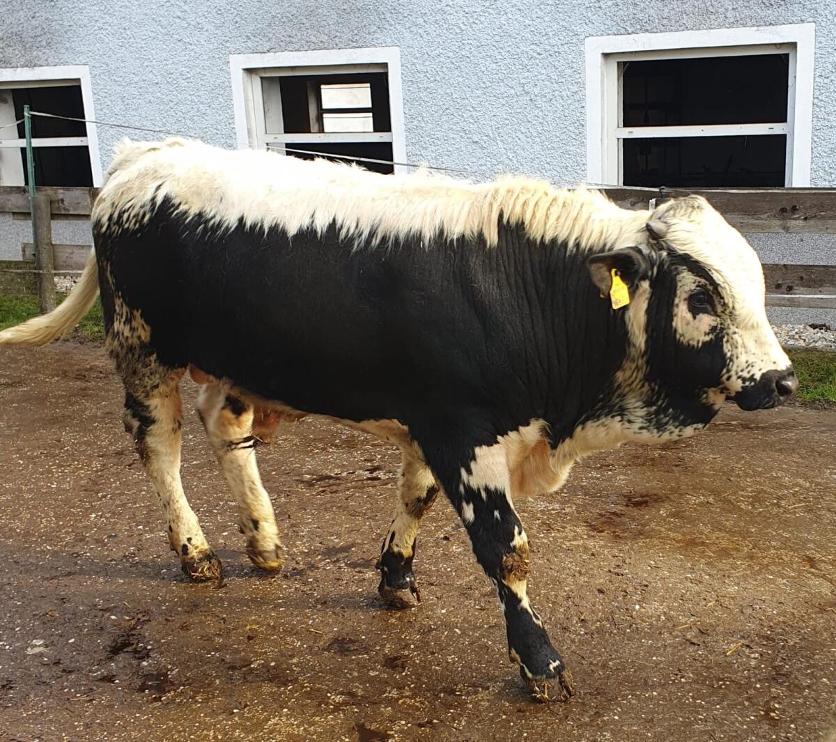 Pustertaler Sprinzen Stier 2