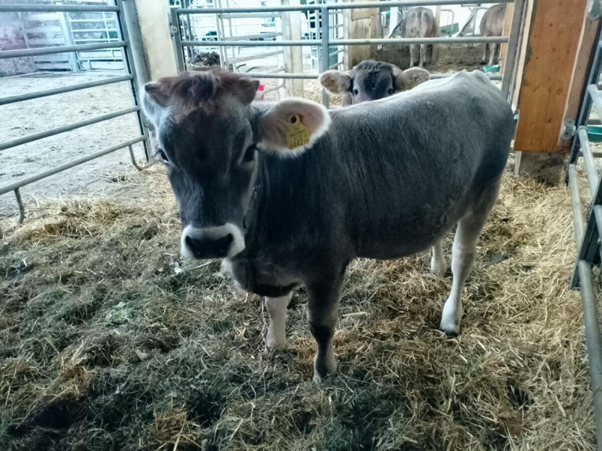 Schöne Tiroler Grauvieh-Kalbin 2