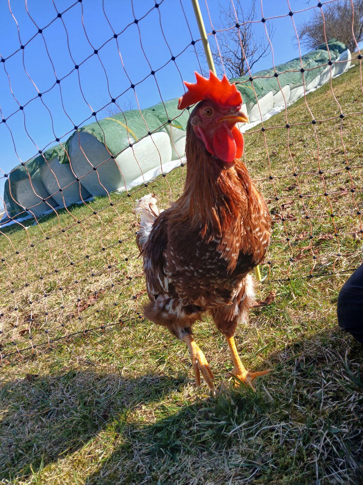 Junger Hahn abzugeben 3