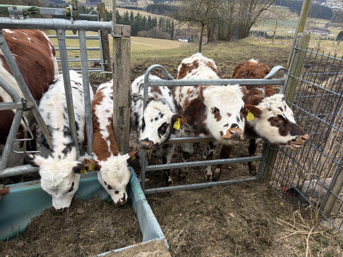 Normande Kuhkälber 2