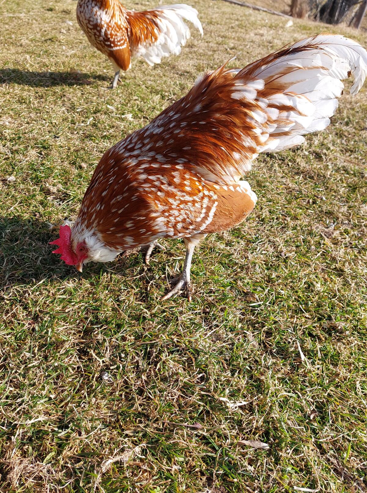 Thüringer Zwerg-Barthuhn Junghahn zu verkaufen 2