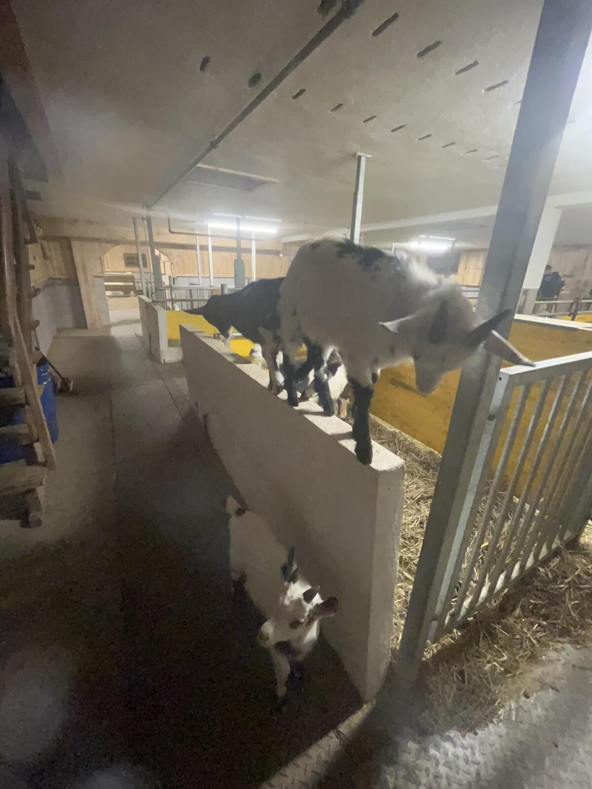 Tauernschecken Böcke 3