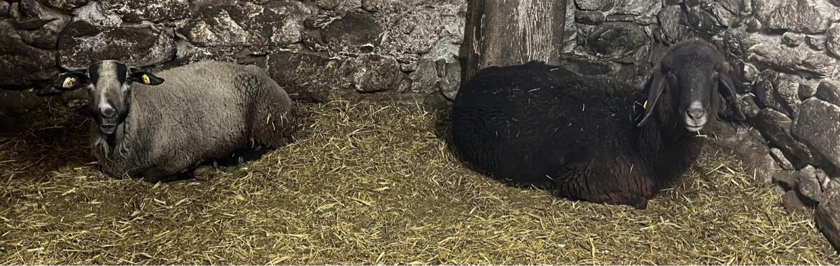 Schafe 2