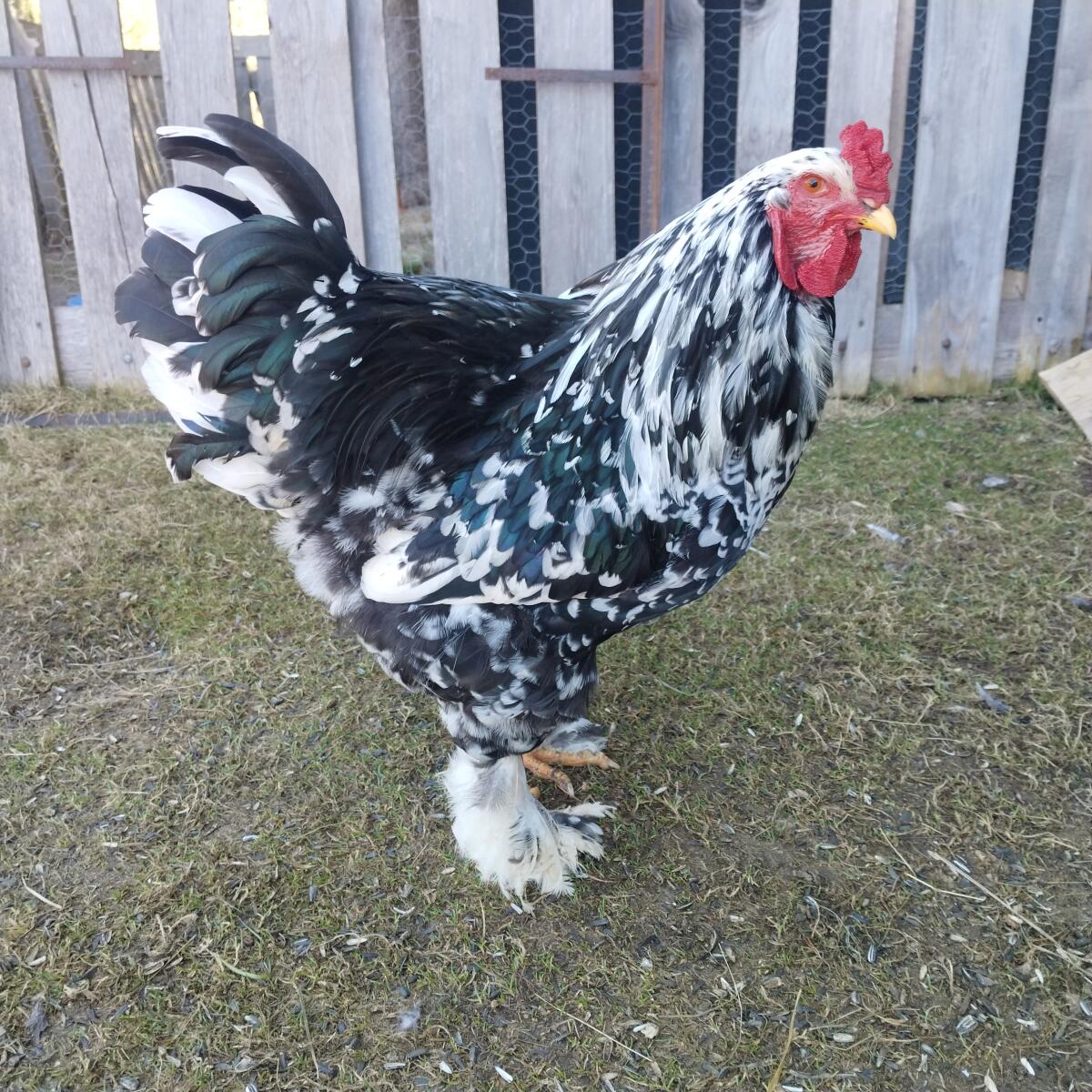 Junger Brahmahahn black mottled 2