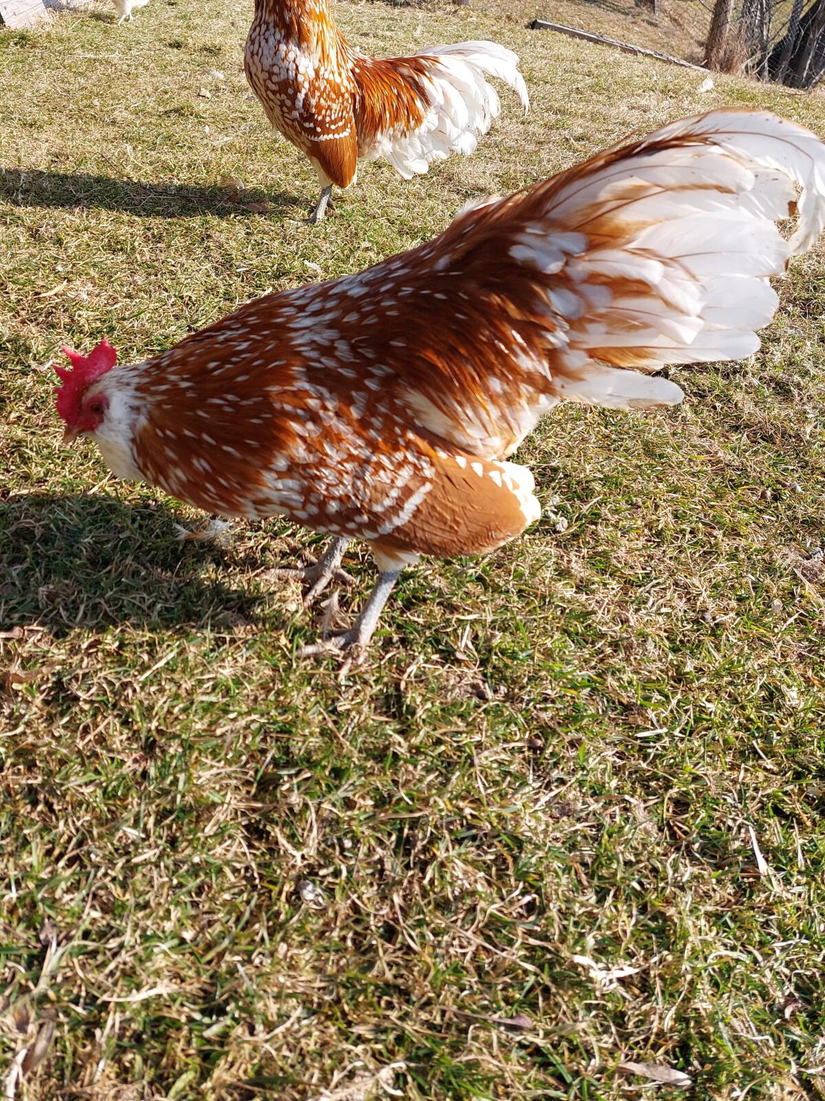 Thüringer Zwerg-Barthuhn Junghahn zu verkaufen 3