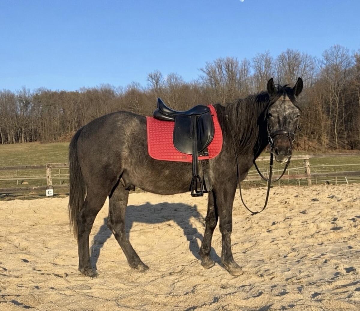 Sehr braver Lipizzaner Wallach 2