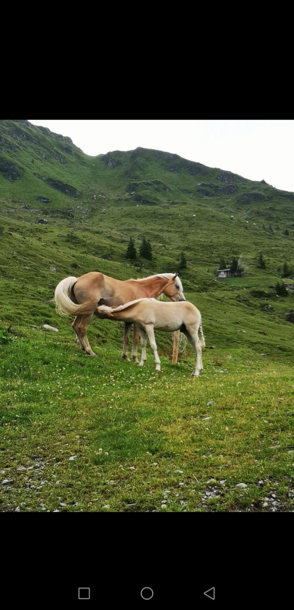 Almplatz für Pferde 3