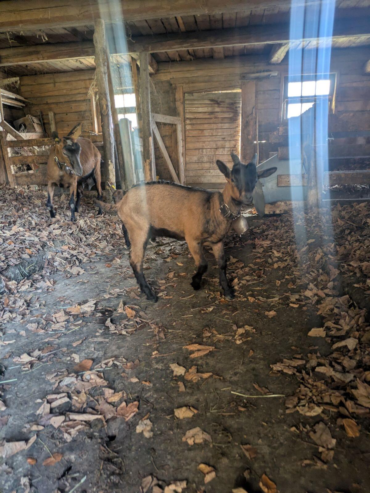 GGZ Ziege mit Bockkitz 3