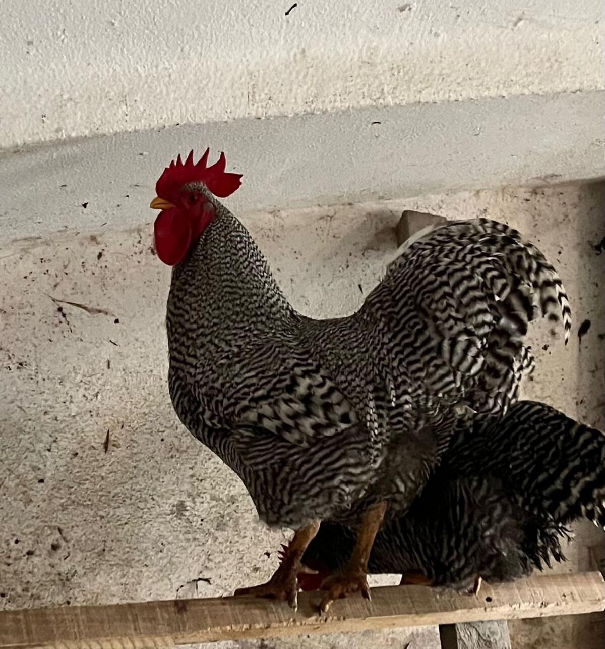 Amrock-Hahn inkl. Henne 3