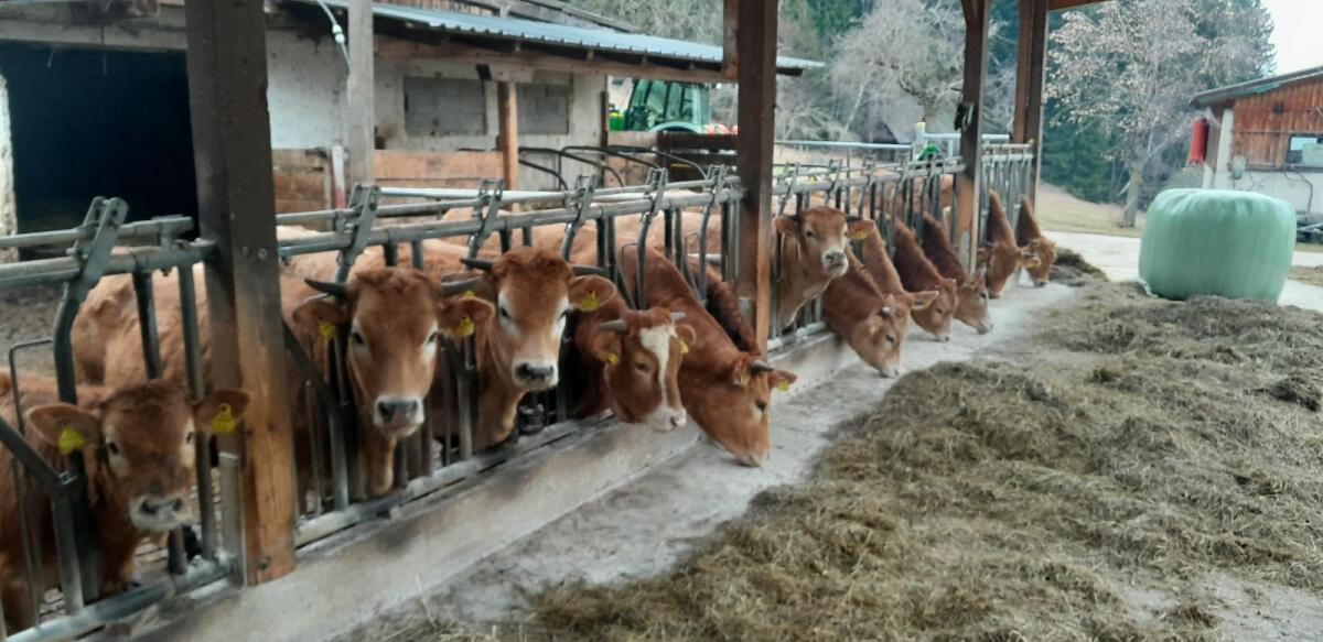 Murbodner Zuchtkalbinnen 2