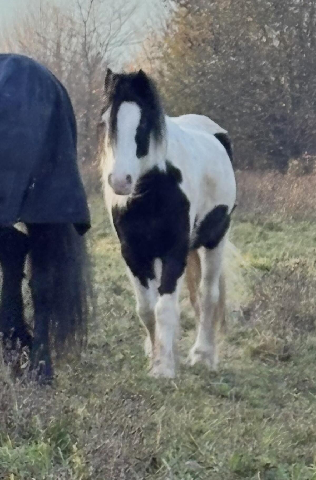 Tinker/Irish Cob Amberwoods Casper 2