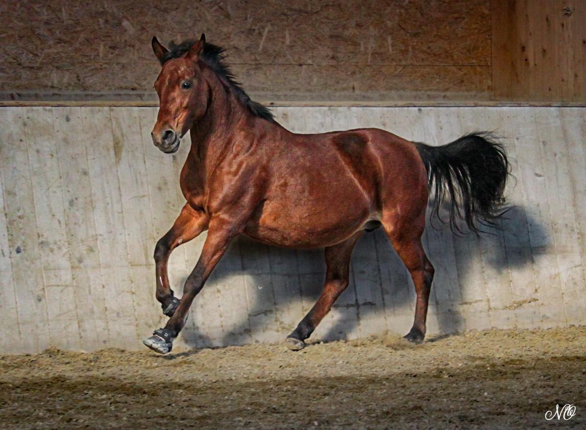 Polnisches Pony, 14 Jahre 3