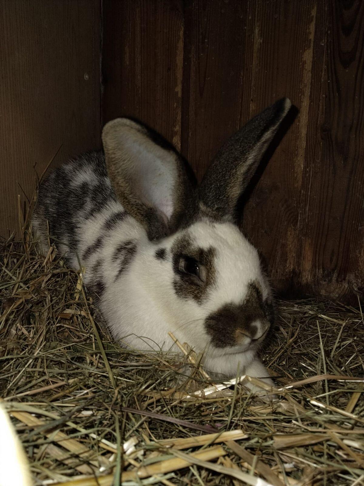 Große Riesen-Schecken-Häsin 3