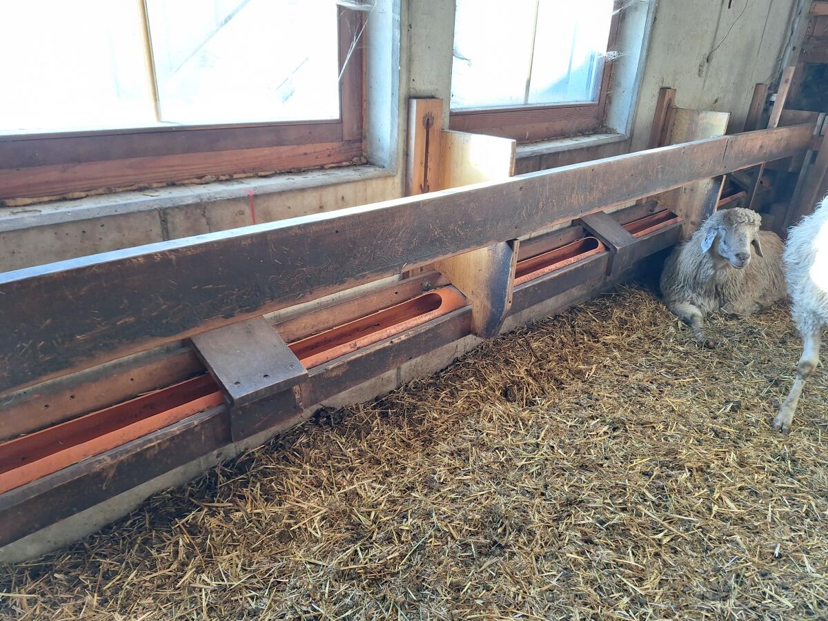 Tränke mit Hochdruck-Schwimmerventil für Schafe/Ziegen 2