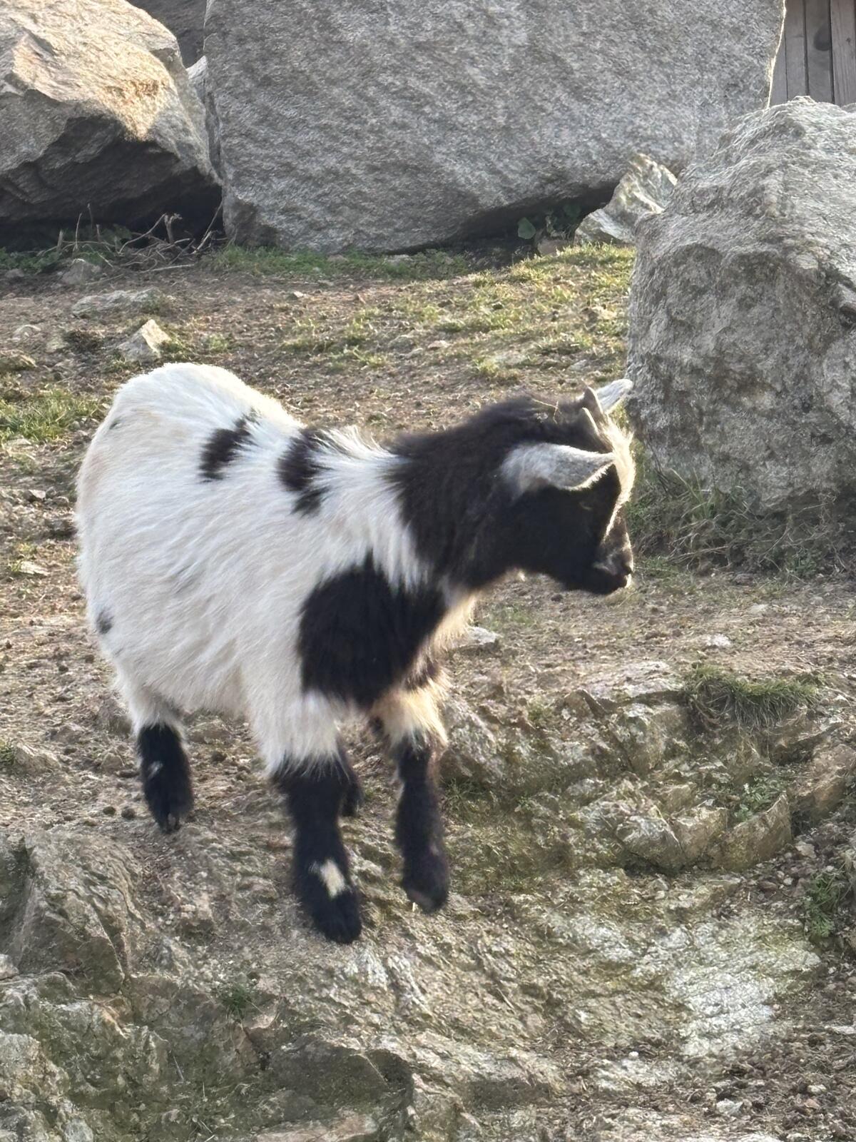 Mini Zwergziegenbock 2