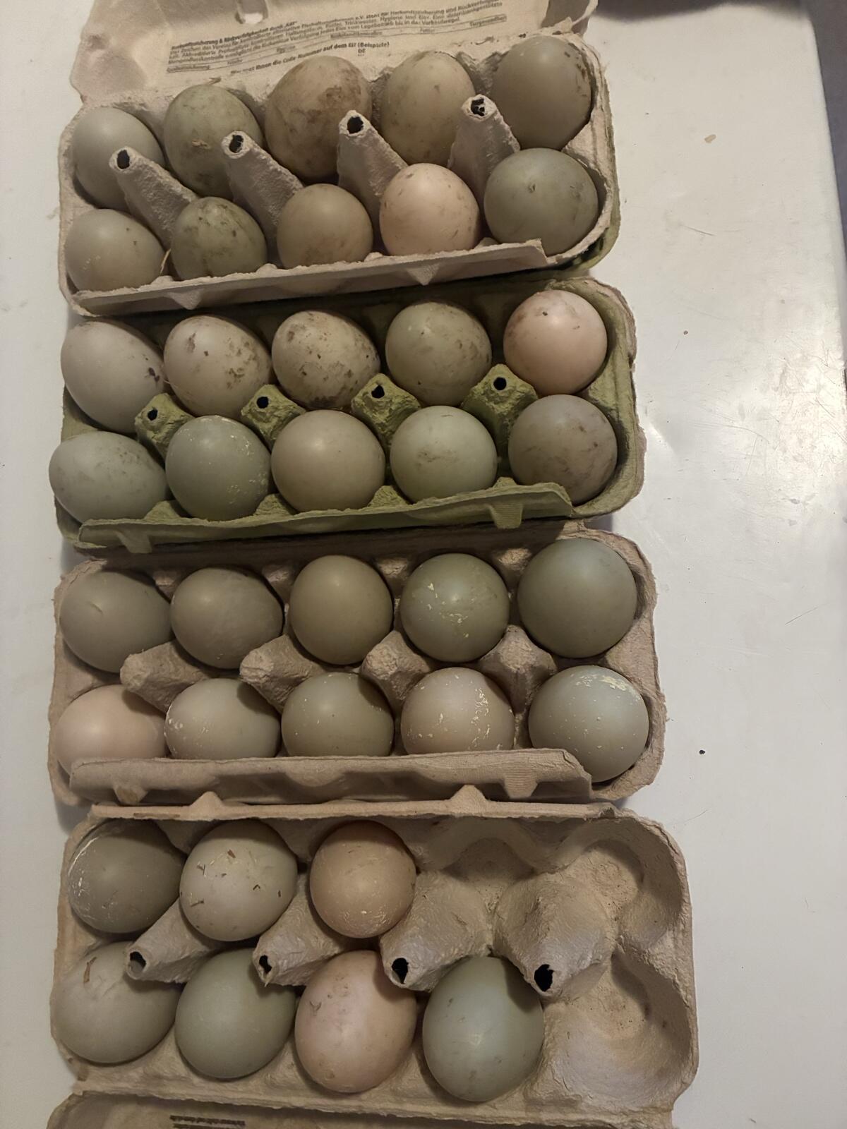 Stockenten Bruteier 2