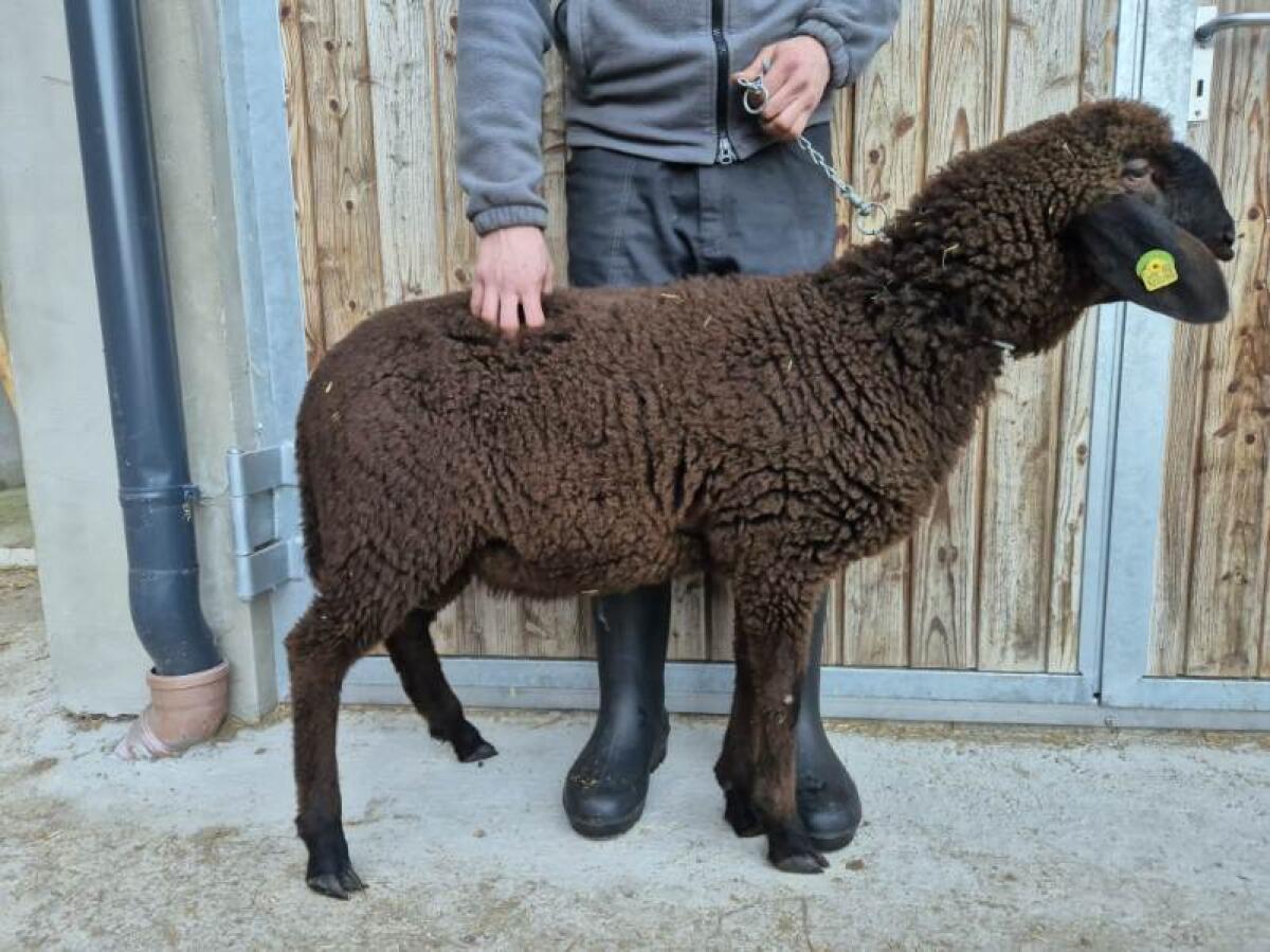 Brauner Bergschafwidder 3