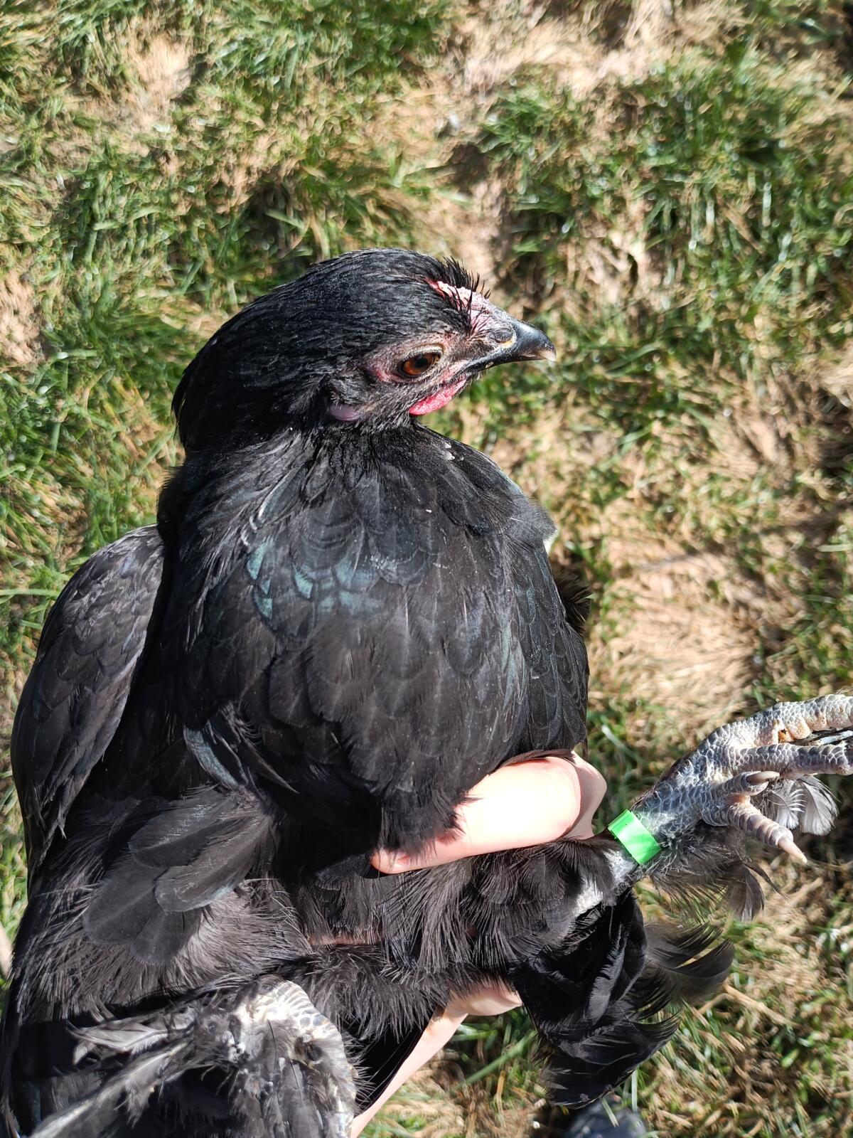 Mix Zwerghühner 4 Stk. 2