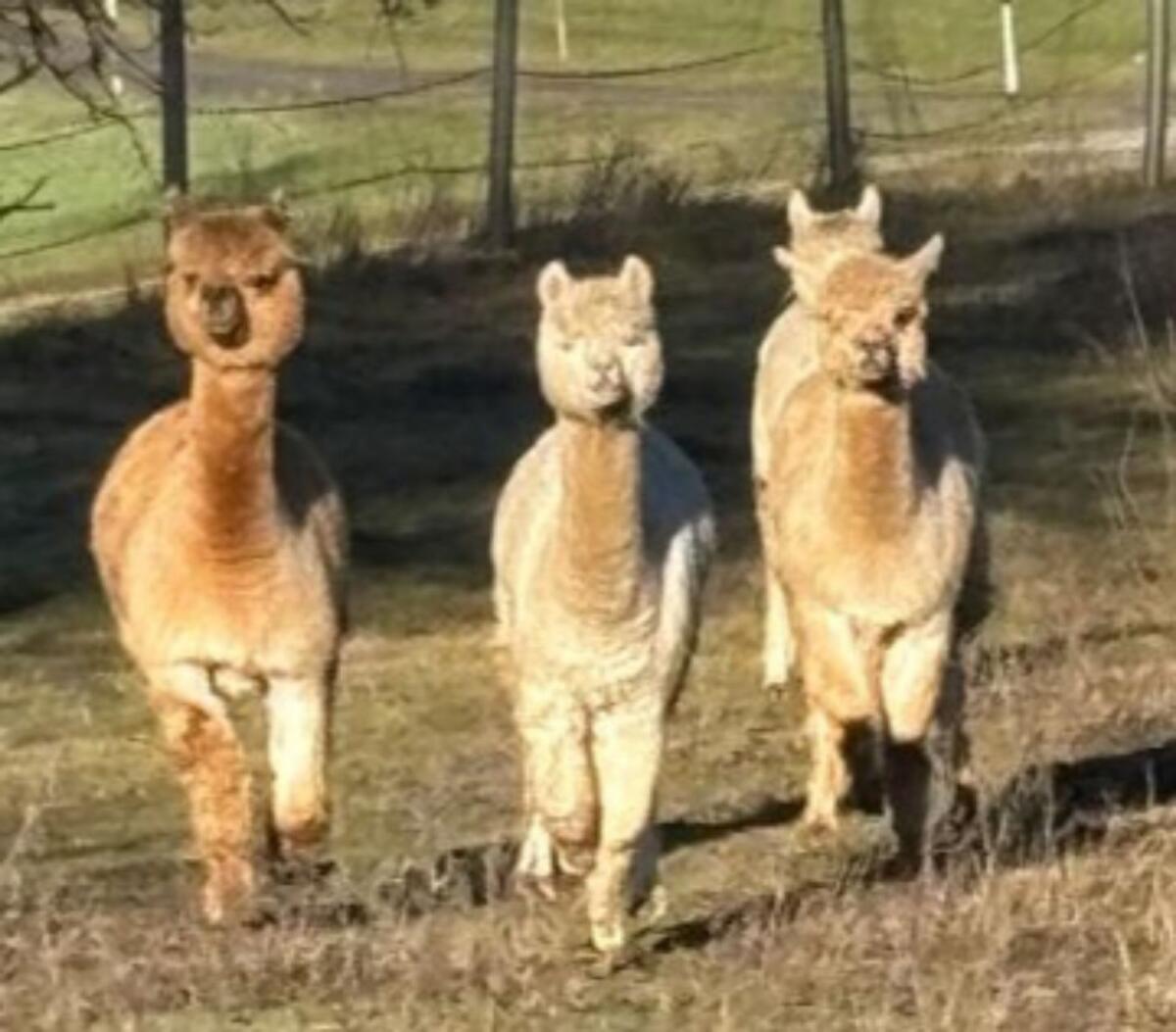 Alpakaherde 2