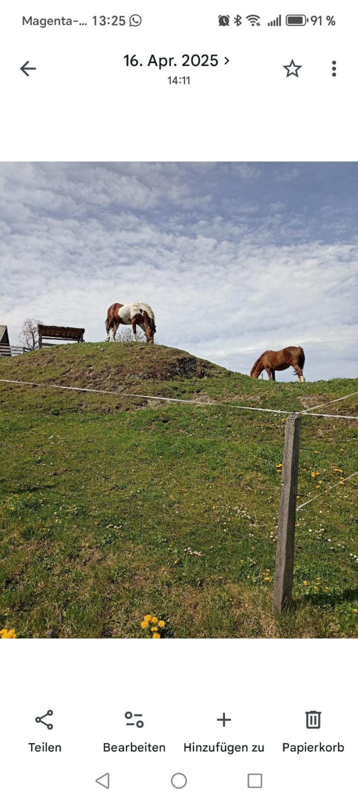 Irische Scheckstute 3