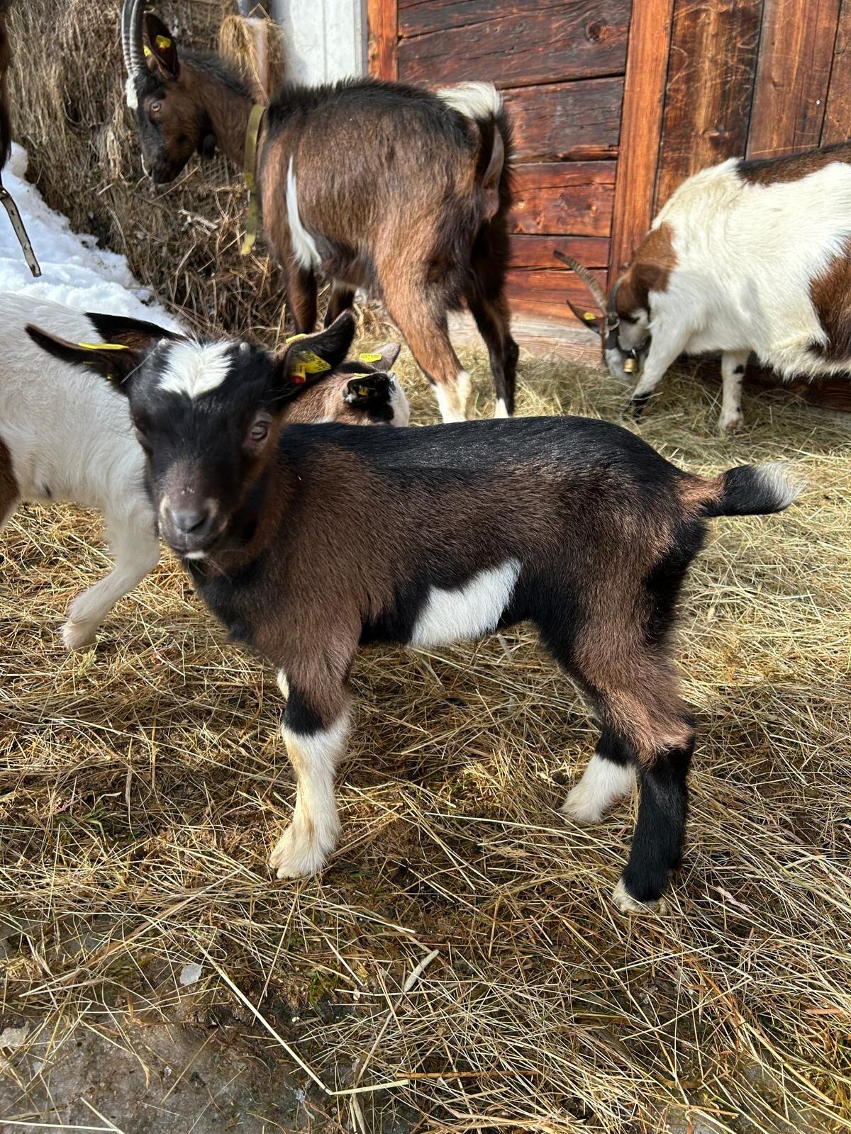 Tauernschecken-Kitz 2