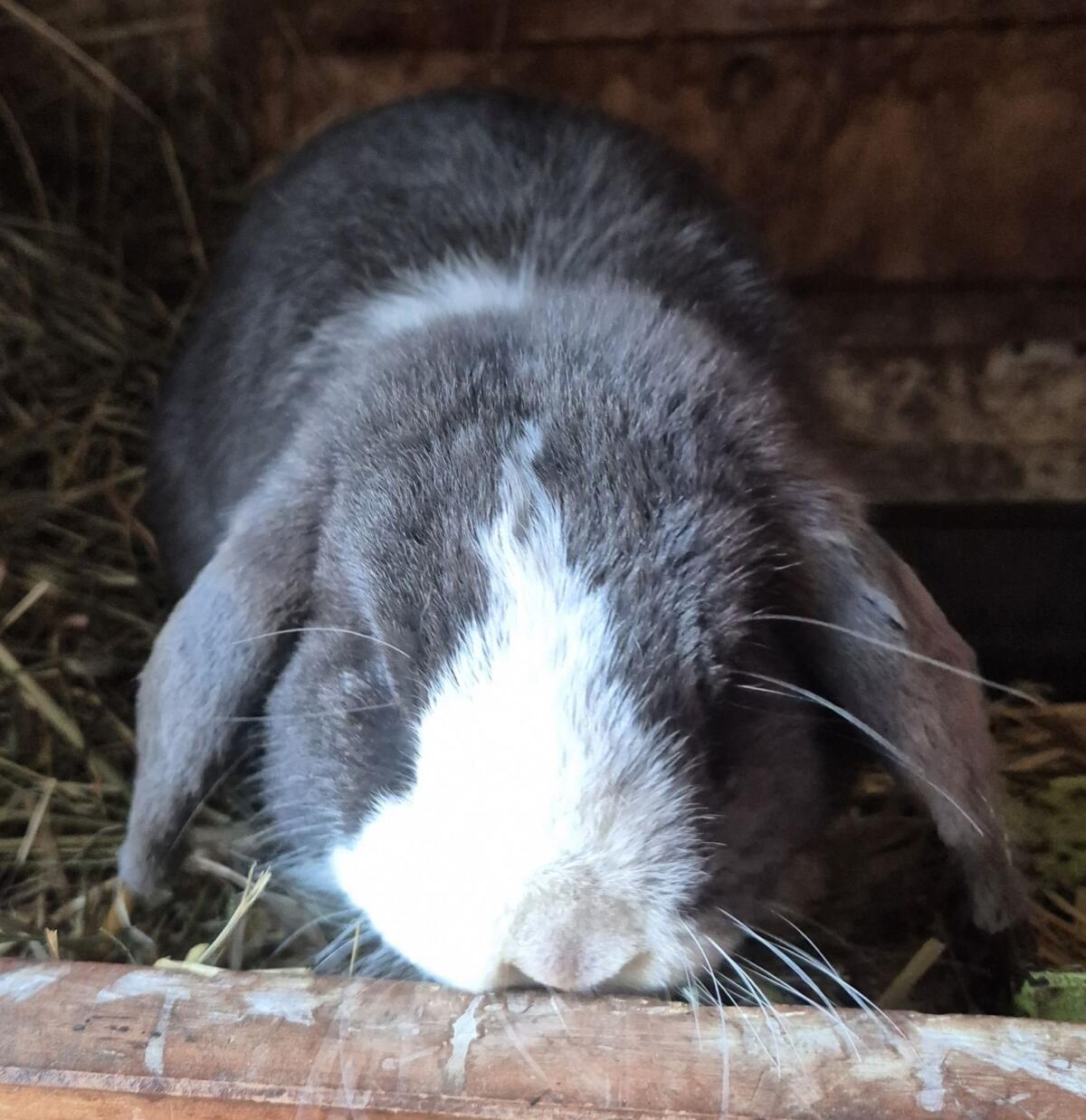 Zwerghase Mini-Lop-Widder 3