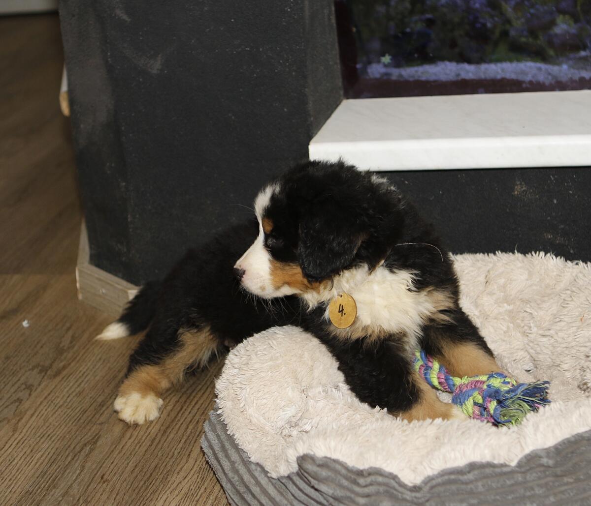 Swissy Hündin Langhaar Mini Berner 3