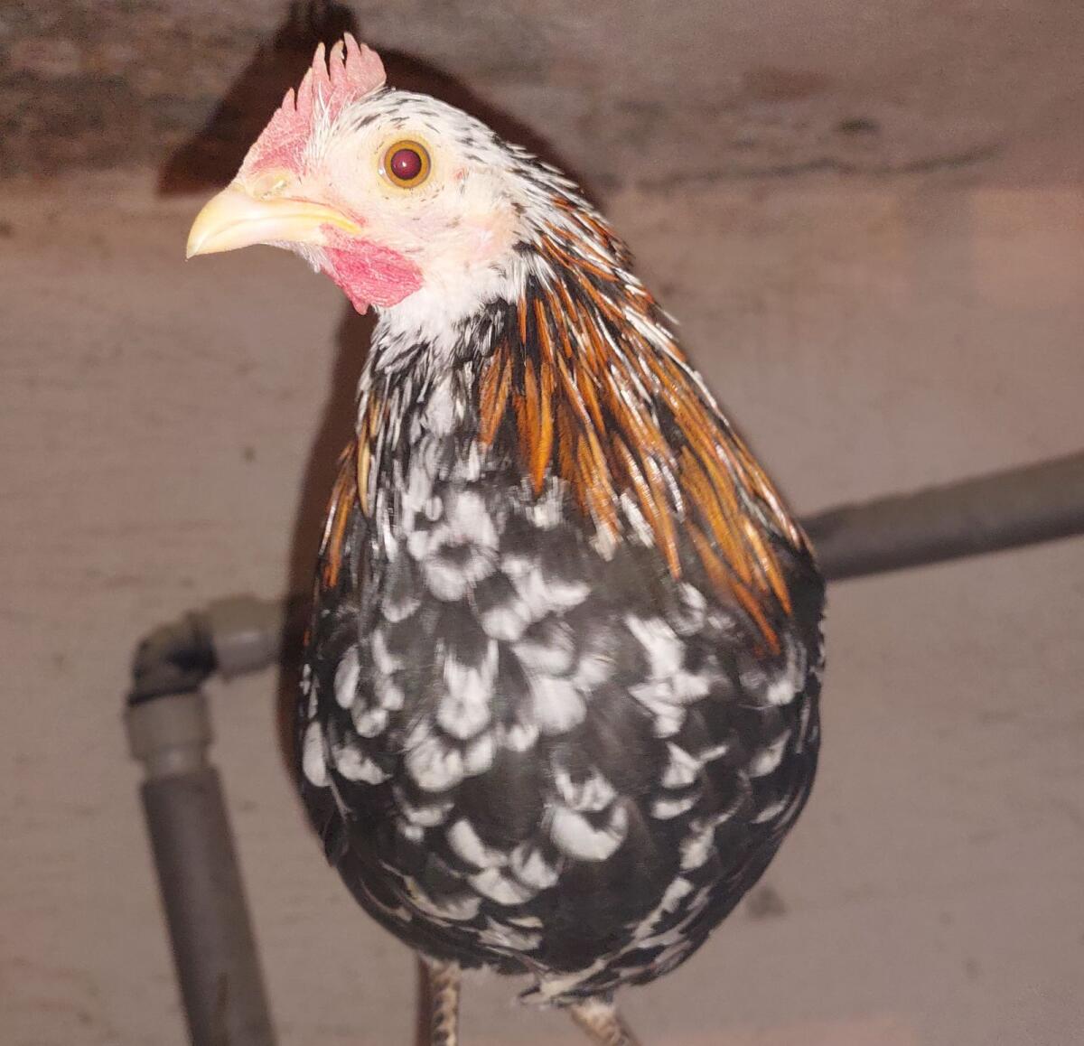 Steinpiperl-Hähne und Mischlinge 3