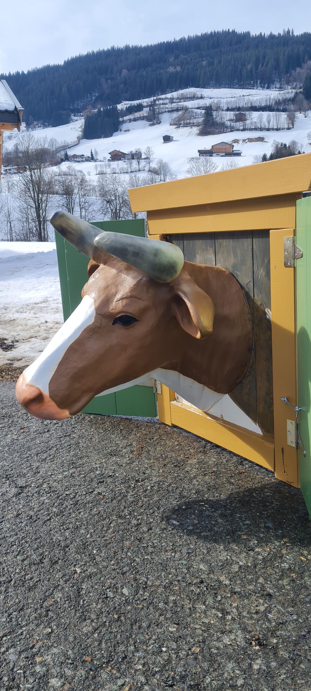 Kuhkopf lebensgroß 3