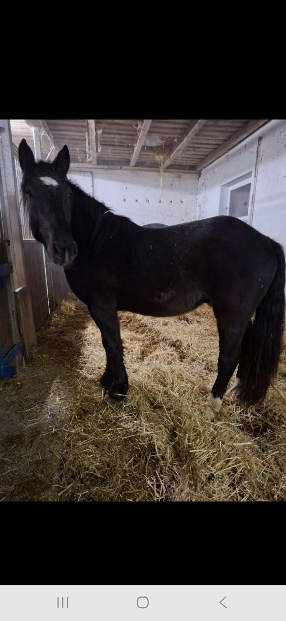 3-jähriger Norikerwallach 2