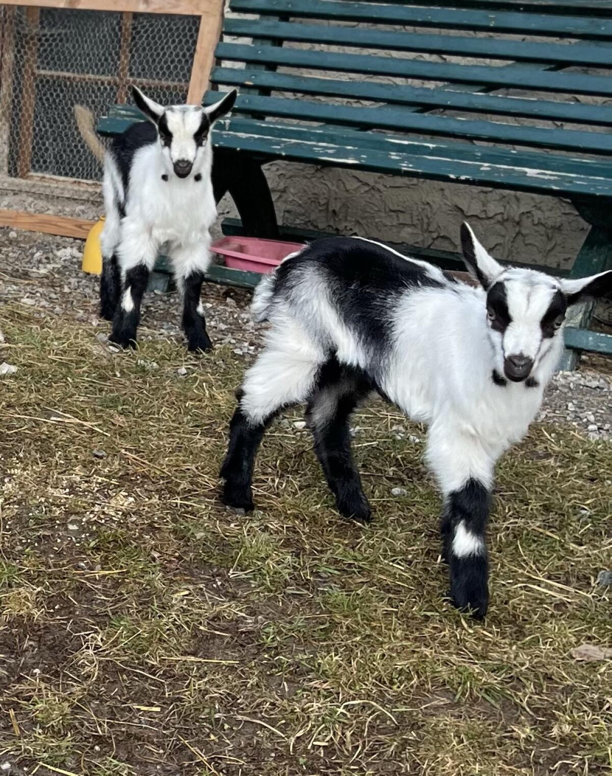 Pfauenziegenbock 2