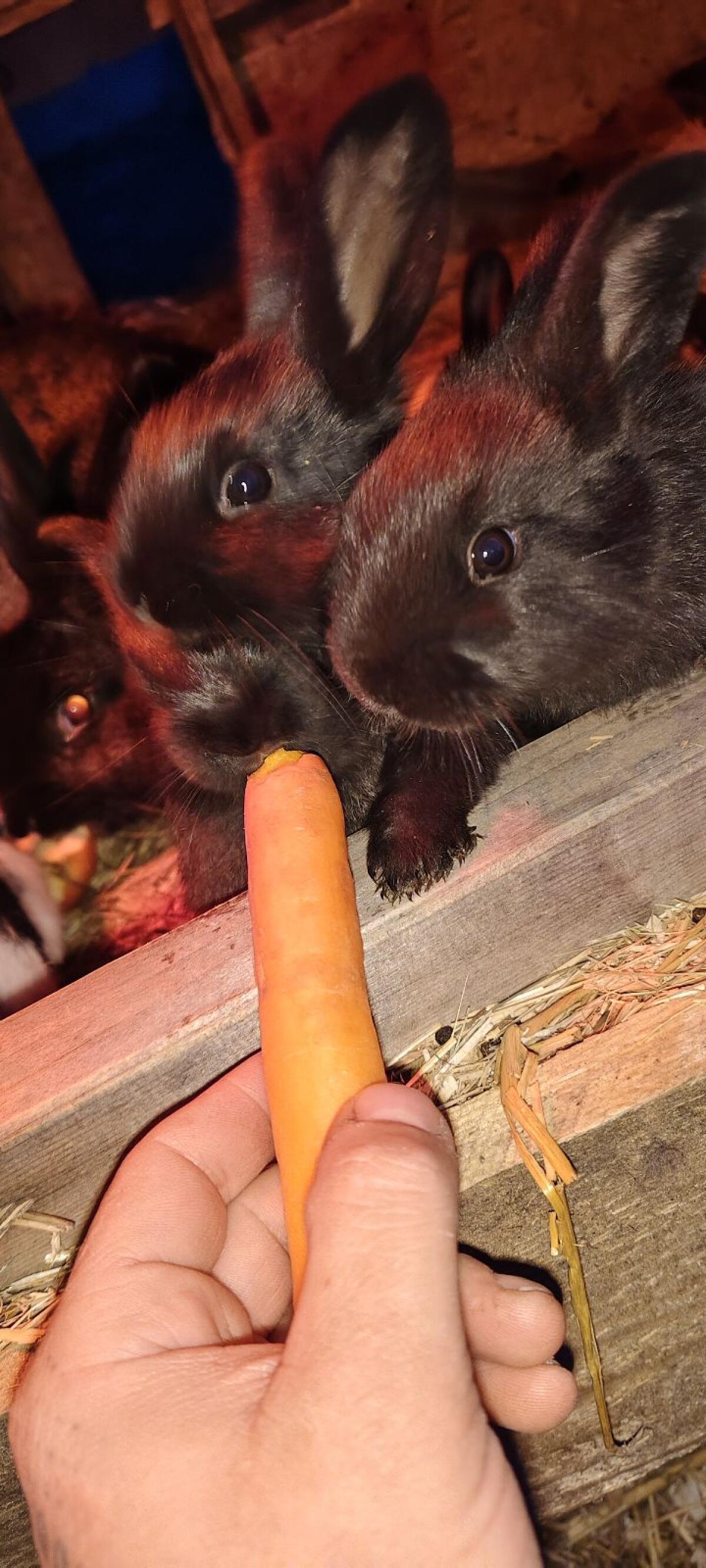 Hasen Babys zu verkaufen 3