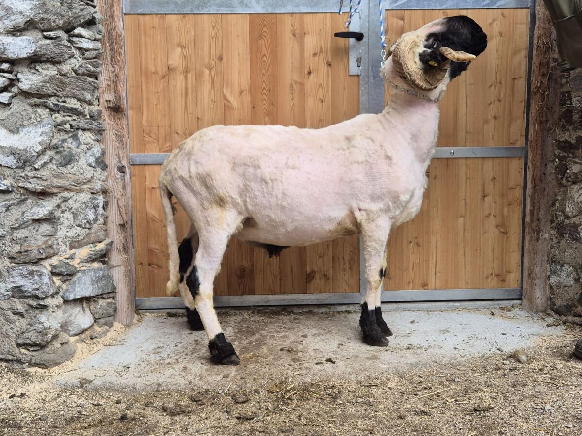 Walliser Schwarznasen Widder 2