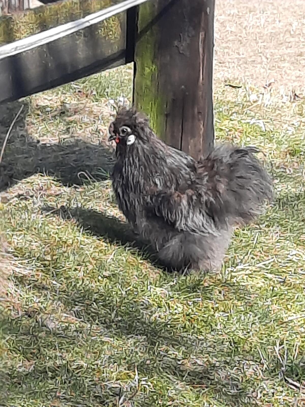 Seidenhähne zu verschenken 3