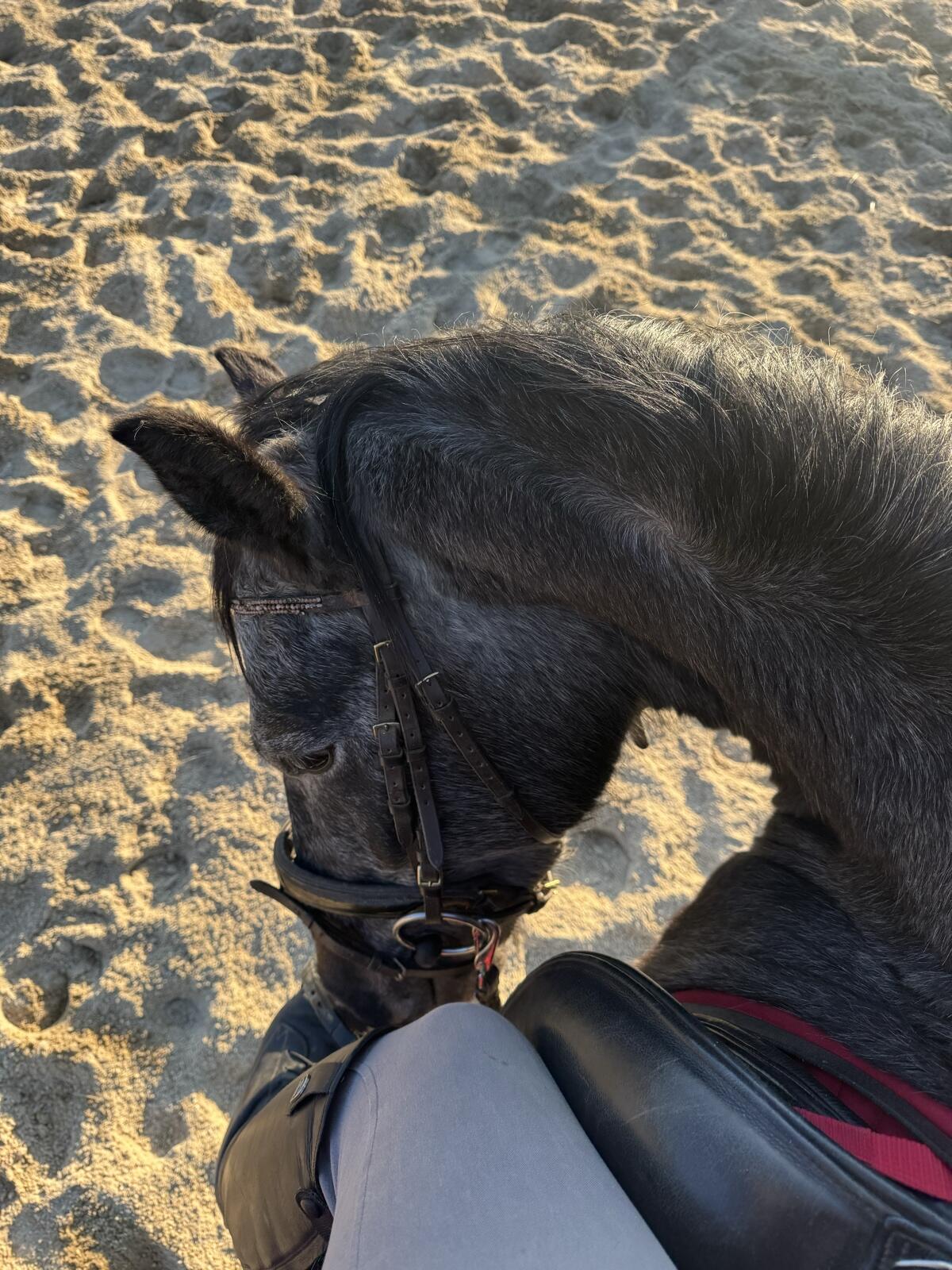 Sehr braver Lipizzaner Wallach 3