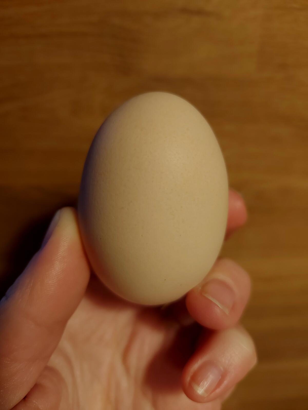 Brahma Bruteier, Eier, reinrassig, groß 3