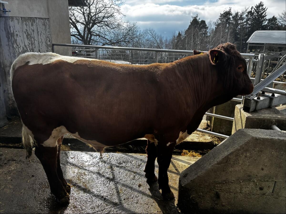 Pinzgauer Zuchtstier 2