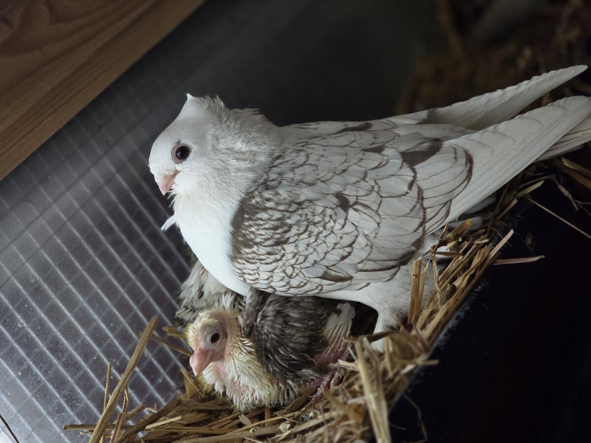 Altorientalische Mövchen 3