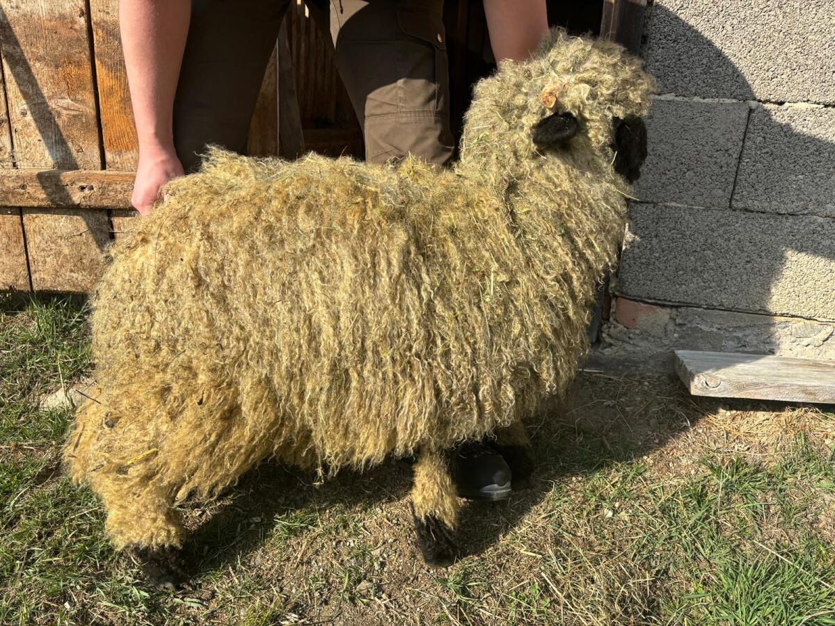 Weibliche Walliser Schwarznasenschafe 2