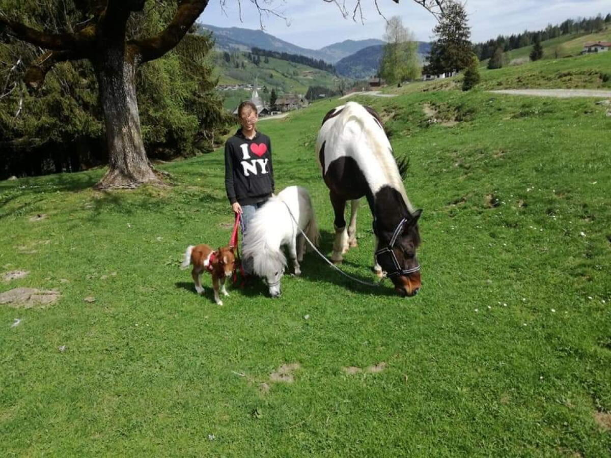 Beistellpferd, gesunder Wallach 2