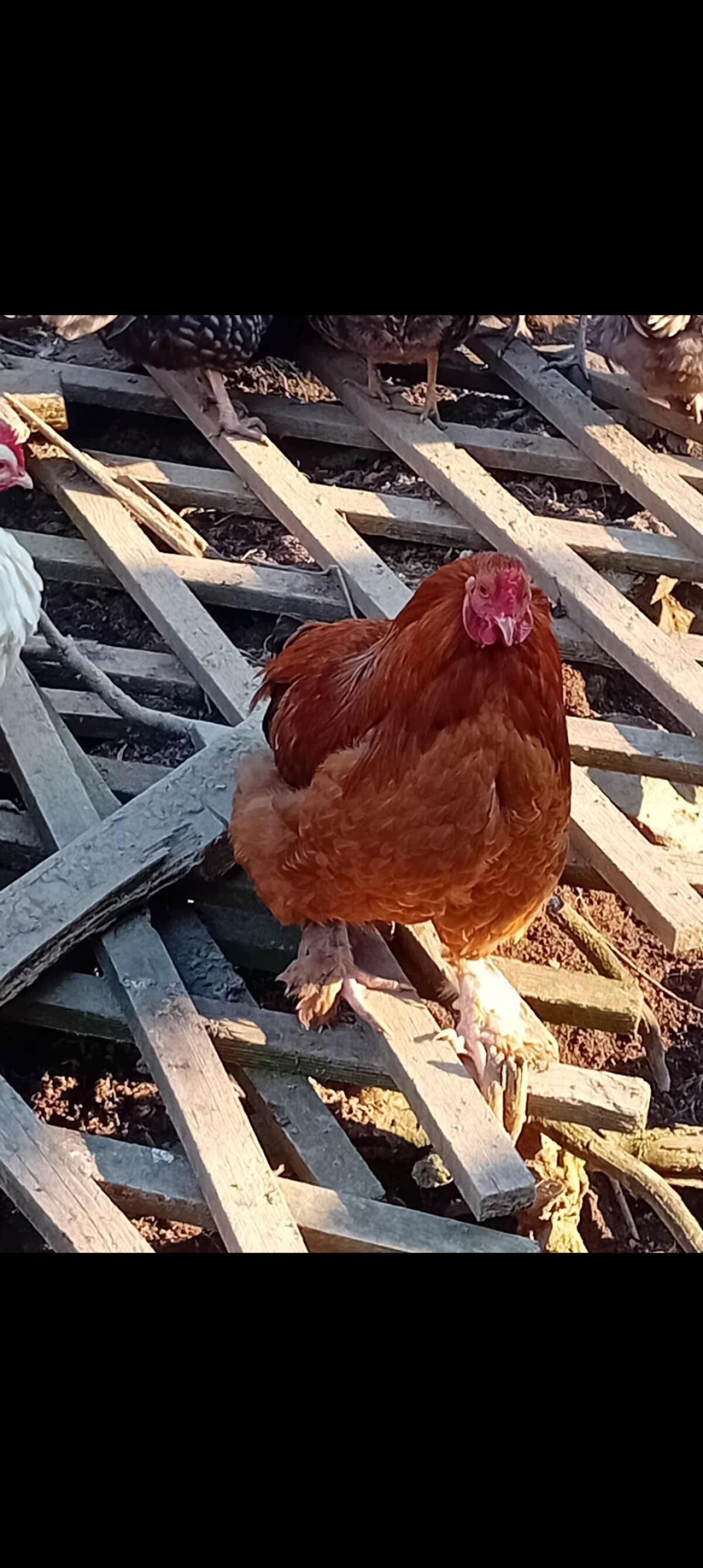 Wunderschöne Brahmahähne und Mixhähne 3