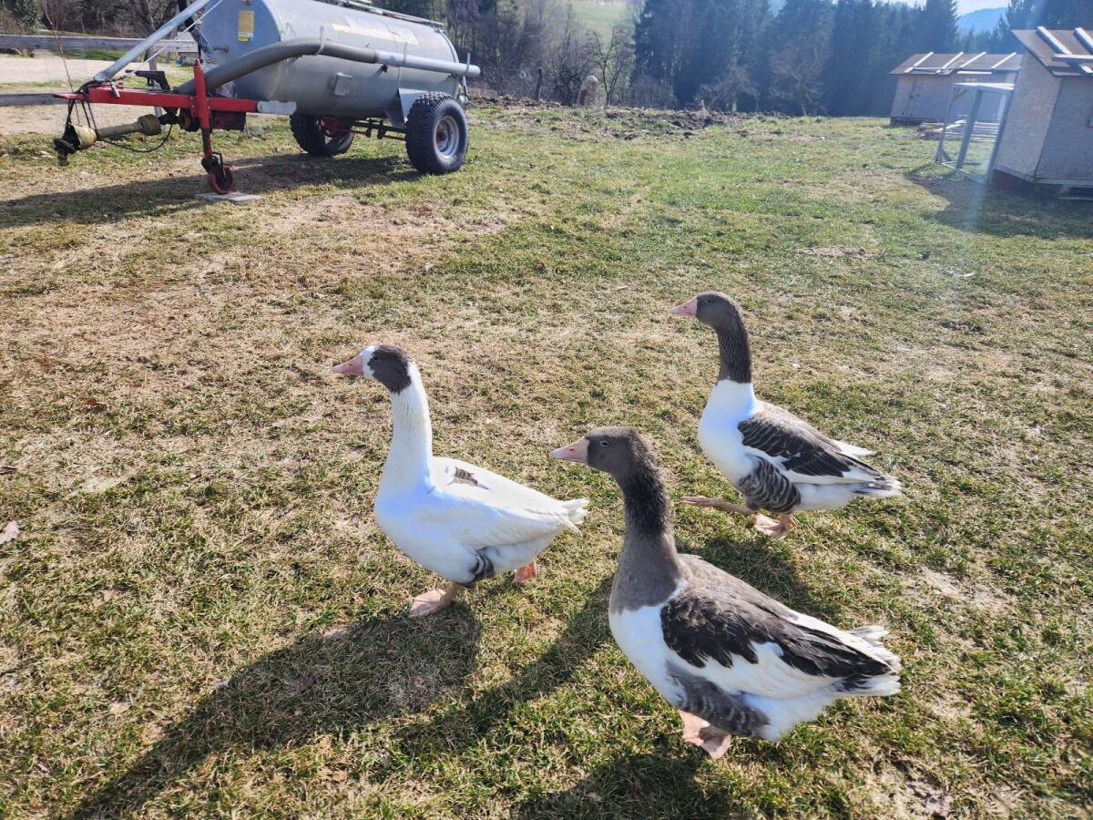Pommerngänse 2